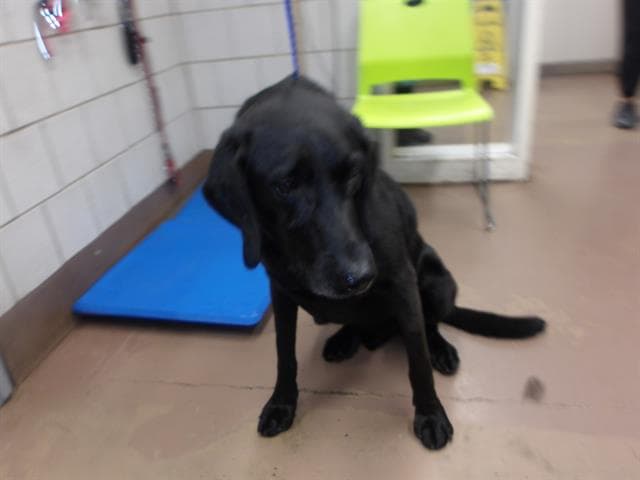 RUDY, adoptable senior Labrador Retriever in Chicago, IL