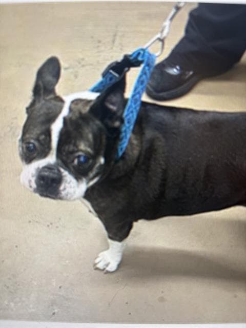 DOTTIE, adoptable senior Boston Terrier in Chicago, IL