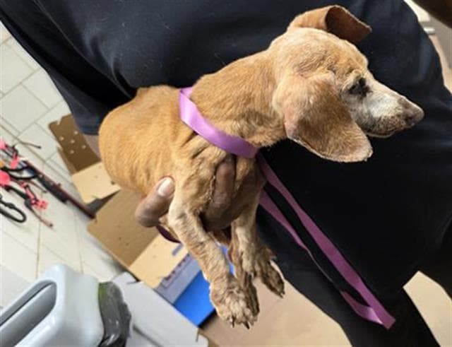 DAISY, adoptable senior Dachshund in Chicago, IL