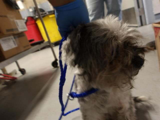OSO, adoptable senior Shih Tzu in Chicago, IL