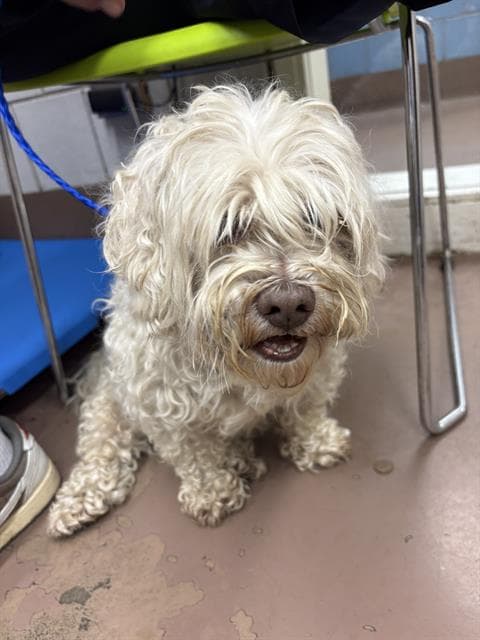 BON BON, adoptable senior Poodle - Toy in Chicago, IL