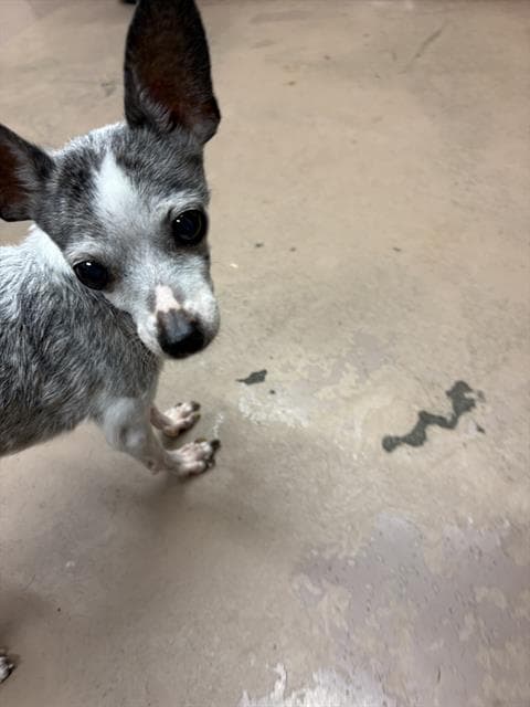 COOKIE, adoptable senior Chihuahua - Smooth Coated in Chicago, IL