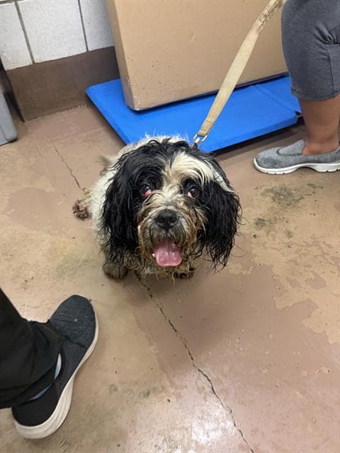 WAFFLES, adoptable senior Shih Tzu in Chicago, IL