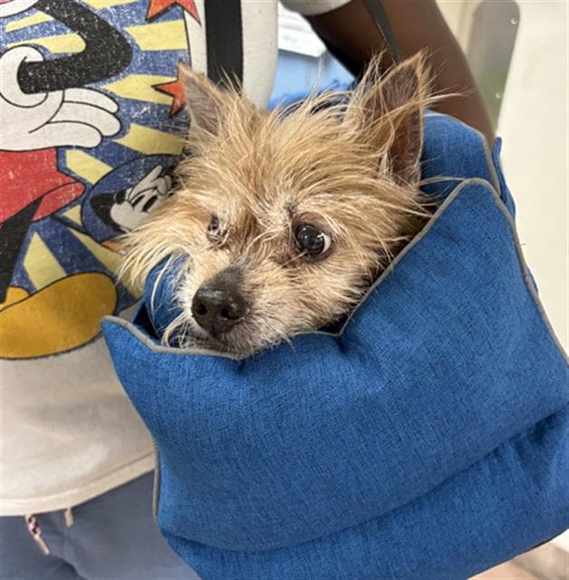 LUCKY, adoptable senior Yorkshire Terrier in Chicago, IL