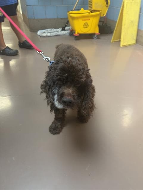 PELUCHIN, adoptable senior Cocker Spaniel in Chicago, IL