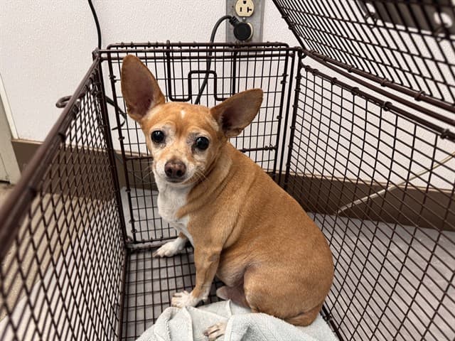 Paco, adoptable senior dog in Tucson, AZ