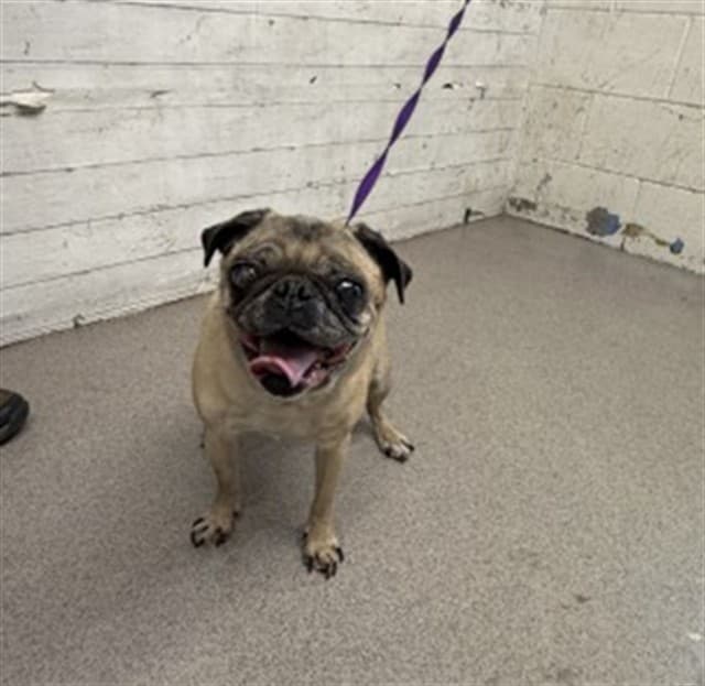 Senior Pug, adoptable senior dog