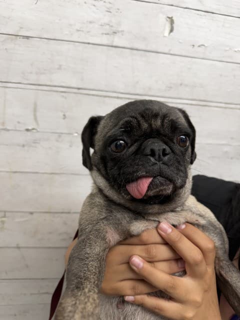 Senior Pug, adoptable senior dog