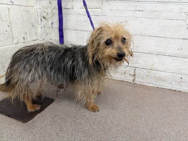 Senior Terrier mix, adoptable senior dog