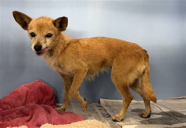 Senior Chihuahua - Smooth Coated, adoptable senior dog
