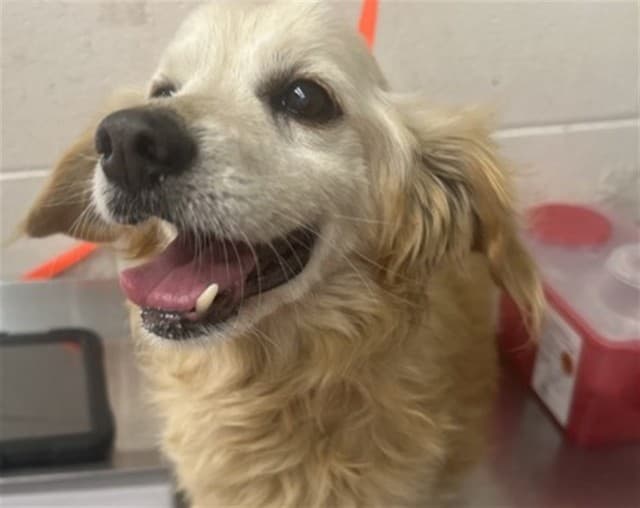 Senior Dachshund mix, adoptable senior Dachshund mix in San Bernardino, CA