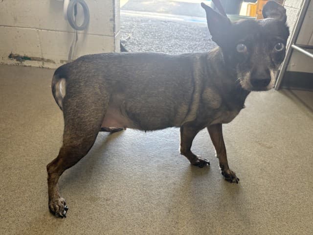Senior Chihuahua - Smooth Coated mix, adoptable senior dog