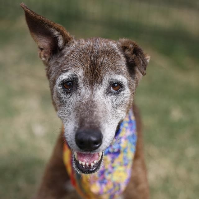 MAX, adoptable senior dog