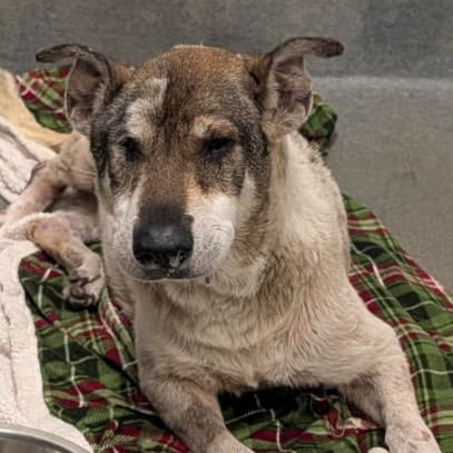 KELA, adoptable senior dog