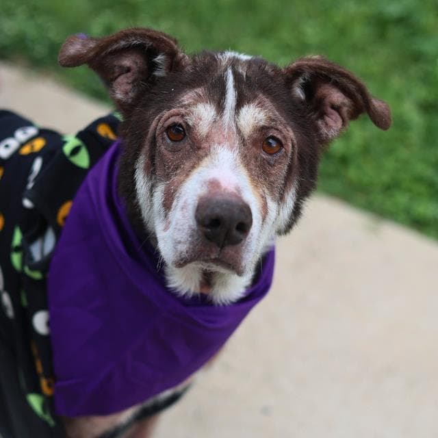 ARIA, adoptable senior dog