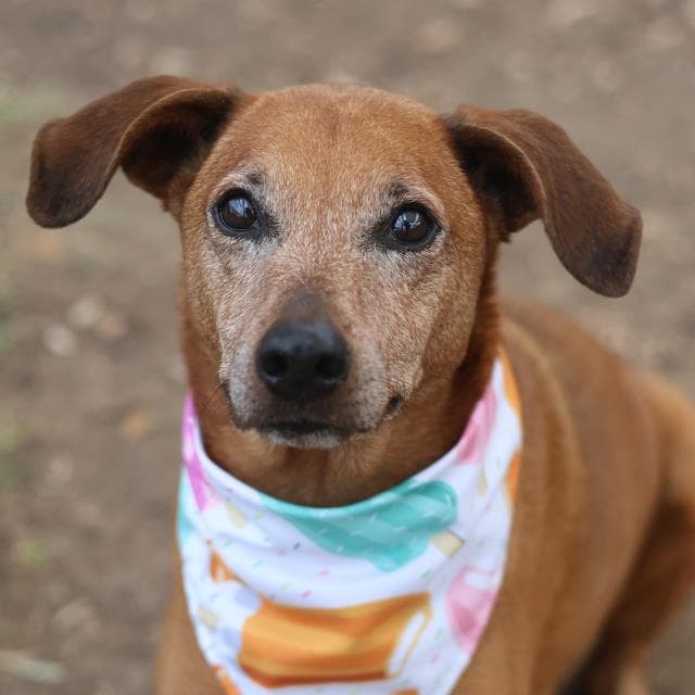 ARES, adoptable senior dog