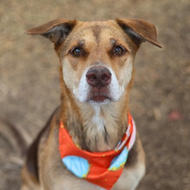 DAISY, adoptable senior dog