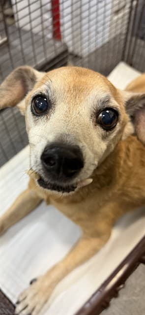 WOOLY, adoptable senior dog