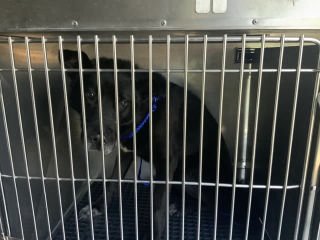 MORRO, adoptable senior dog