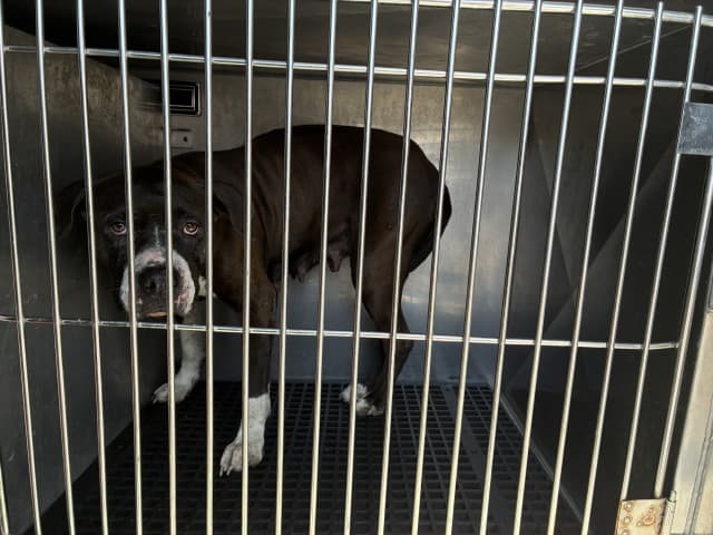NIA, adoptable senior dog