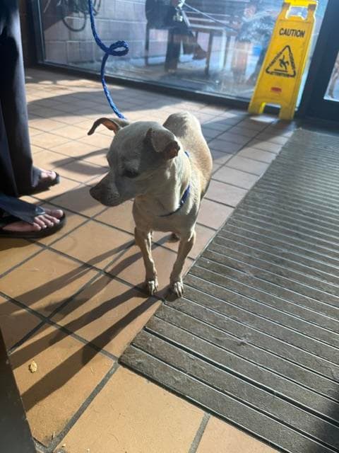CHIKIS, adoptable senior dog