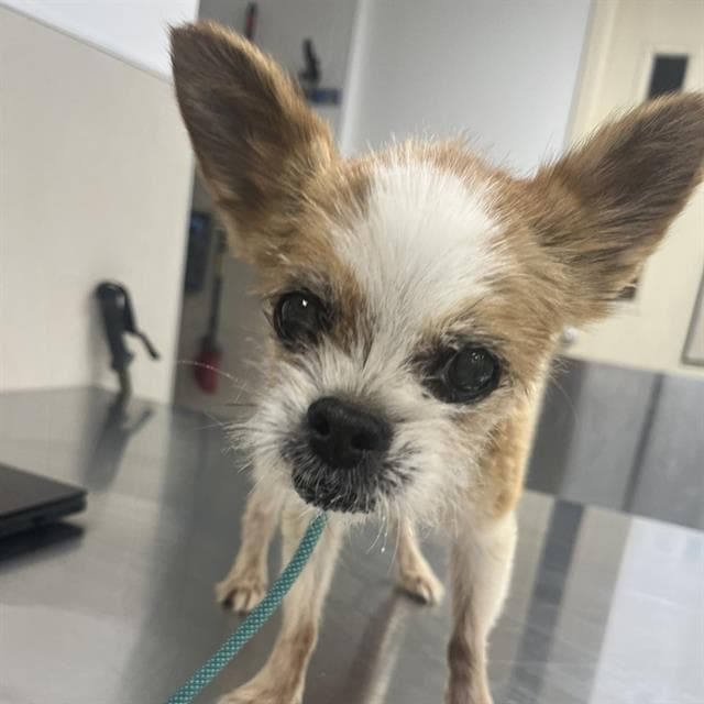 Senior Chihuahua - Smooth Coated, adoptable senior dog