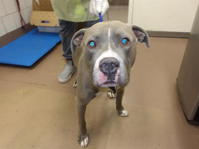 CHAPPO, adoptable senior dog