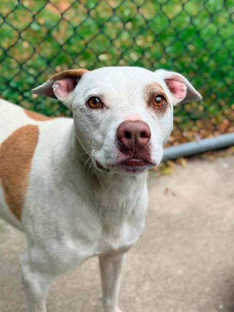 CAPONE, adoptable senior dog