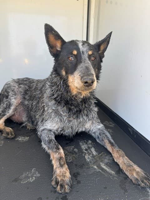 Senior Queensland Heeler, adoptable senior dog