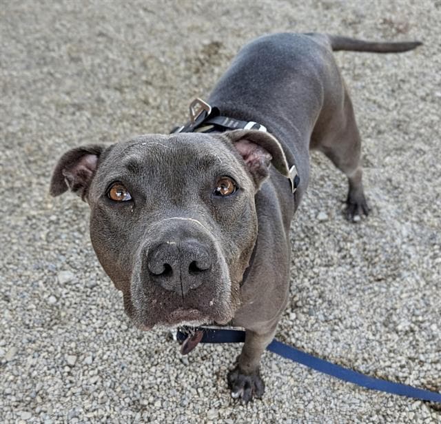 Itsy, adoptable senior dog