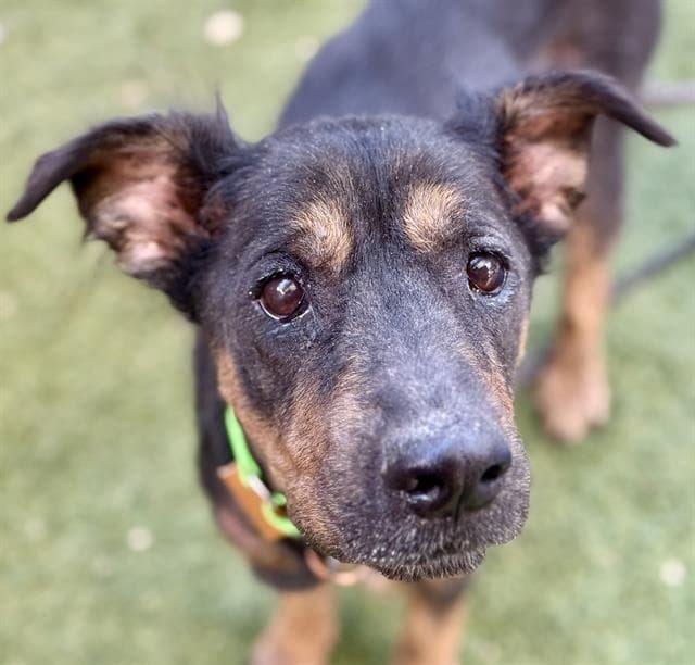 Alicia, adoptable senior dog