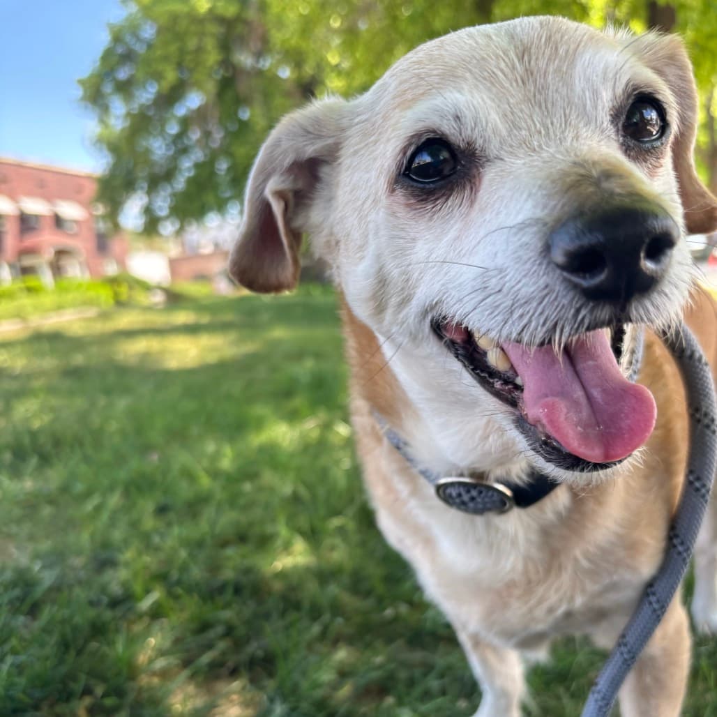 Nuggie, adoptable senior dog