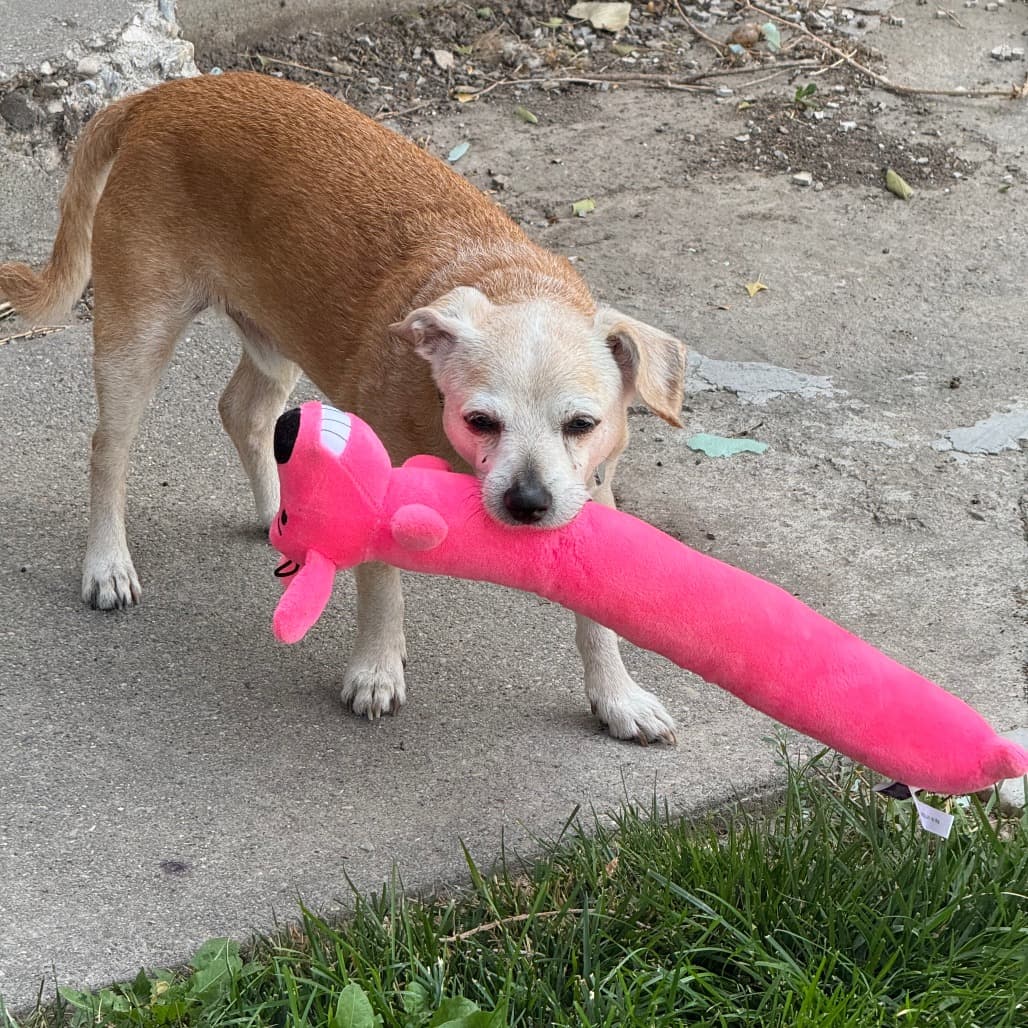 Nuggie, photo 12