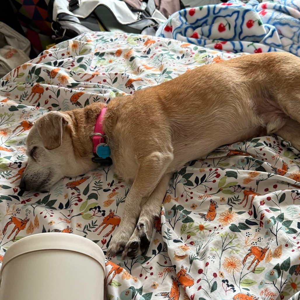 Nuggie, photo 13