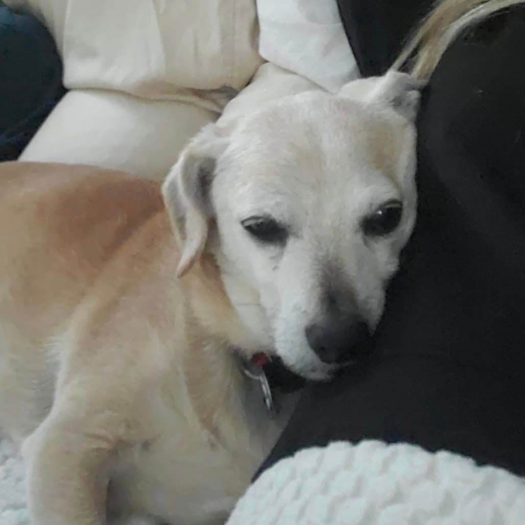Nuggie, photo 16