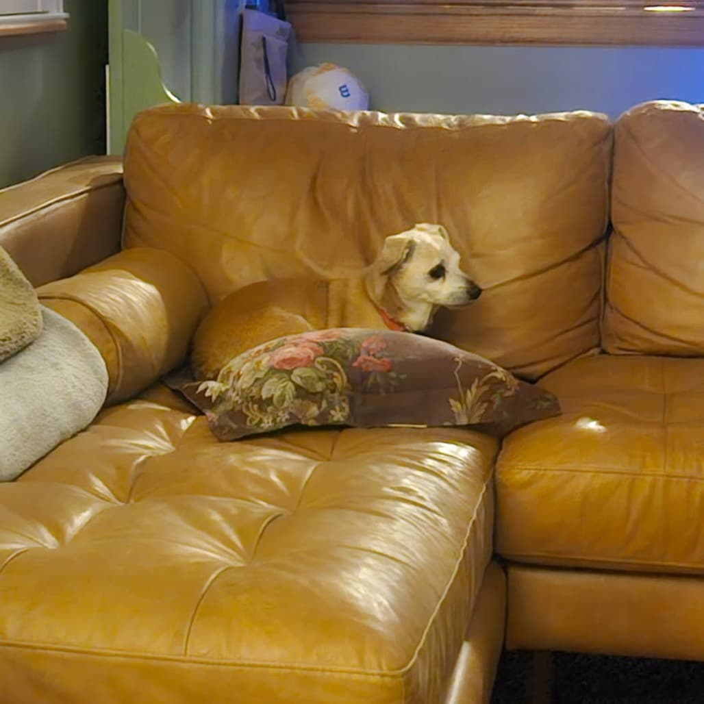 Nuggie, photo 18