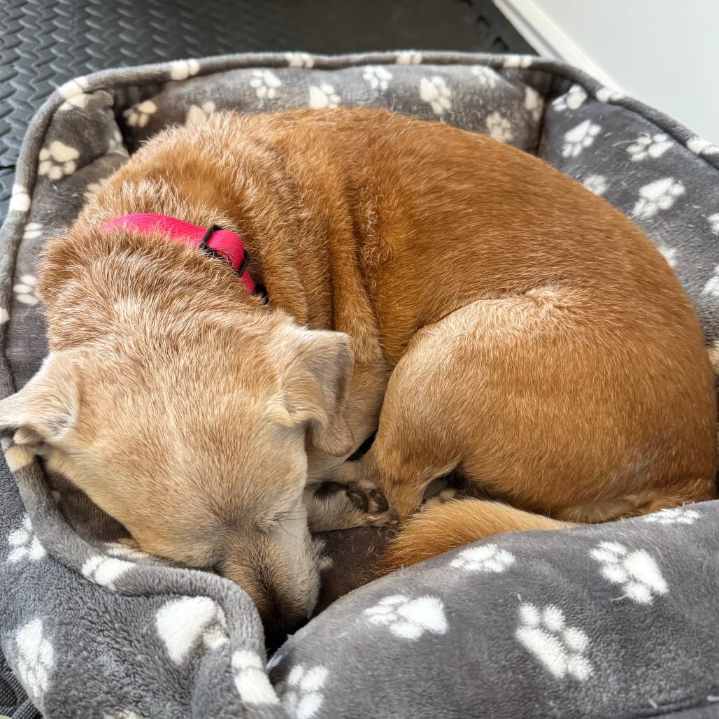 Nuggie, photo 22