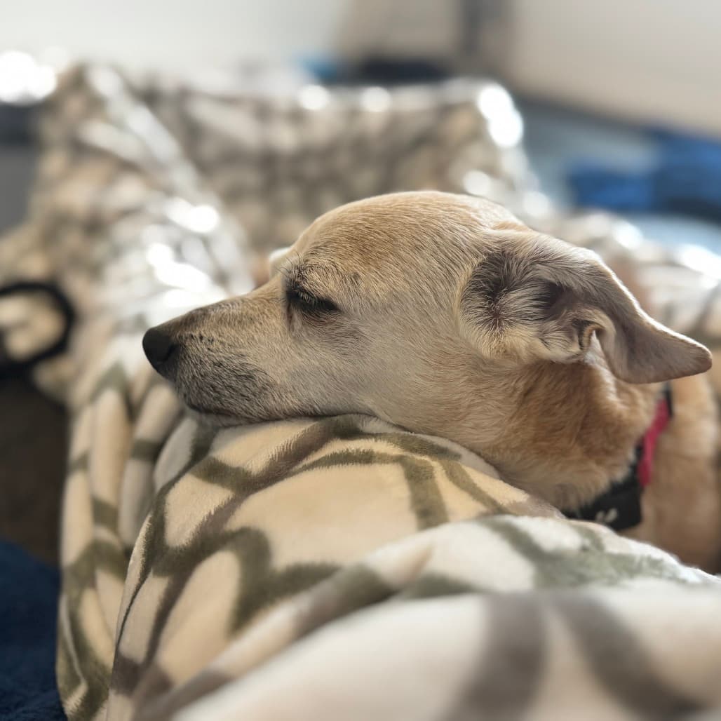 Nuggie, photo 23