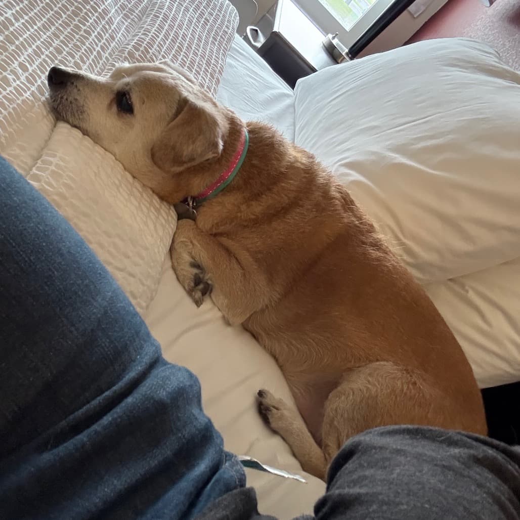 Nuggie, photo 6