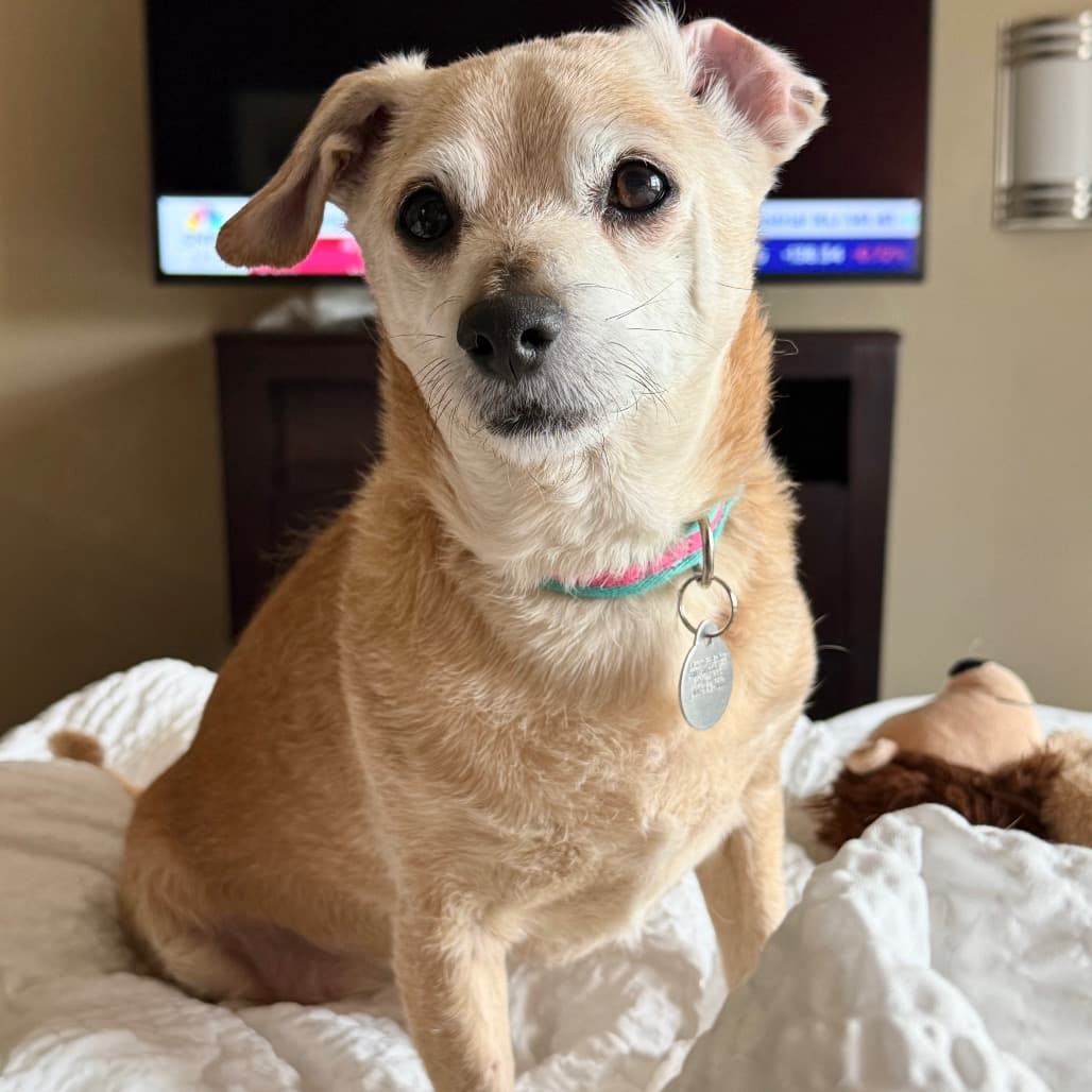 Nuggie, photo 10