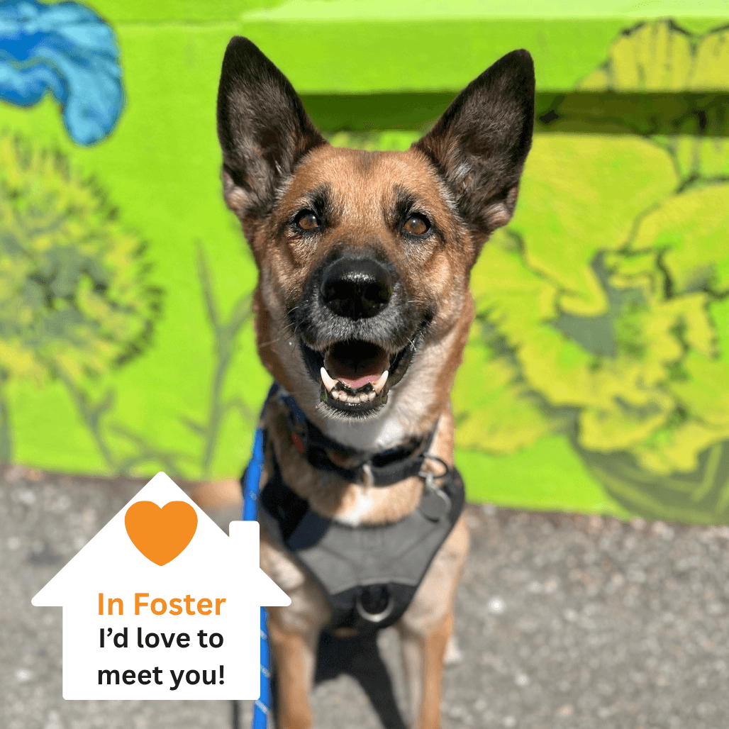 Portia, adoptable senior dog