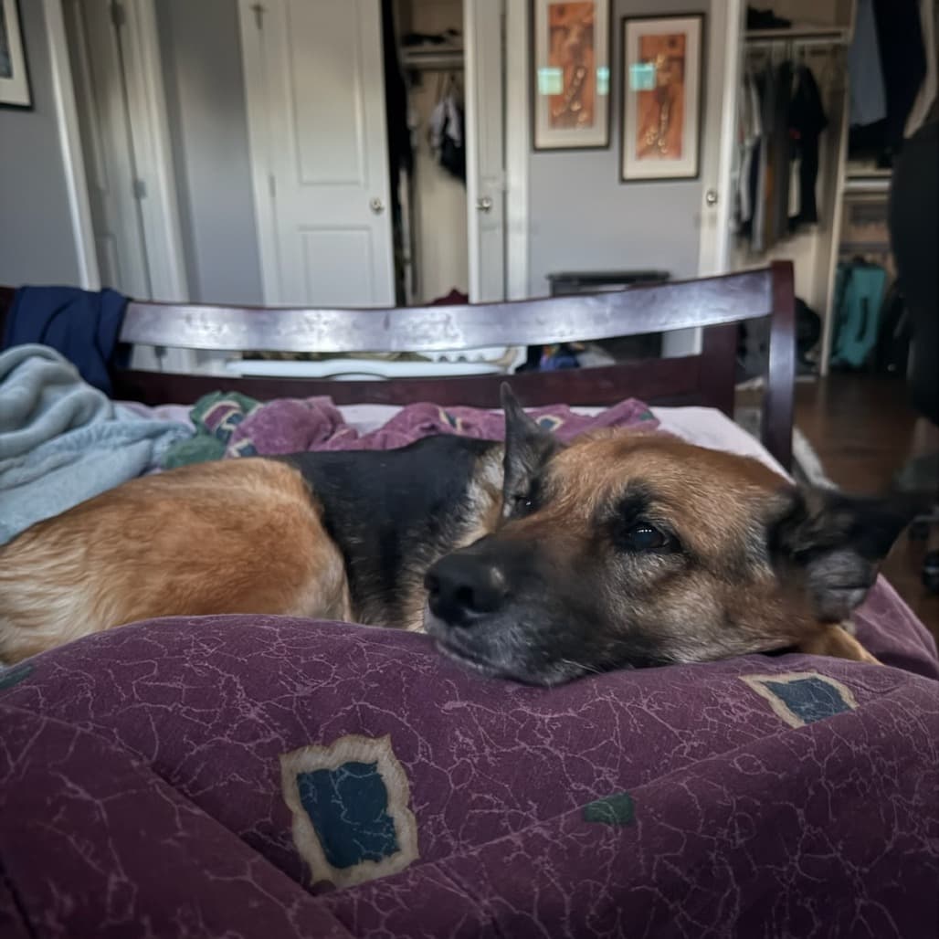 Portia, photo 13