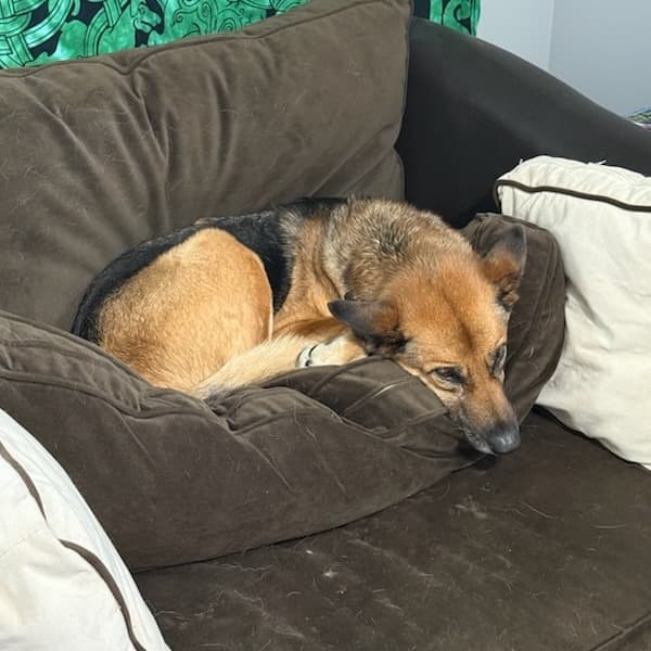 Portia, photo 7