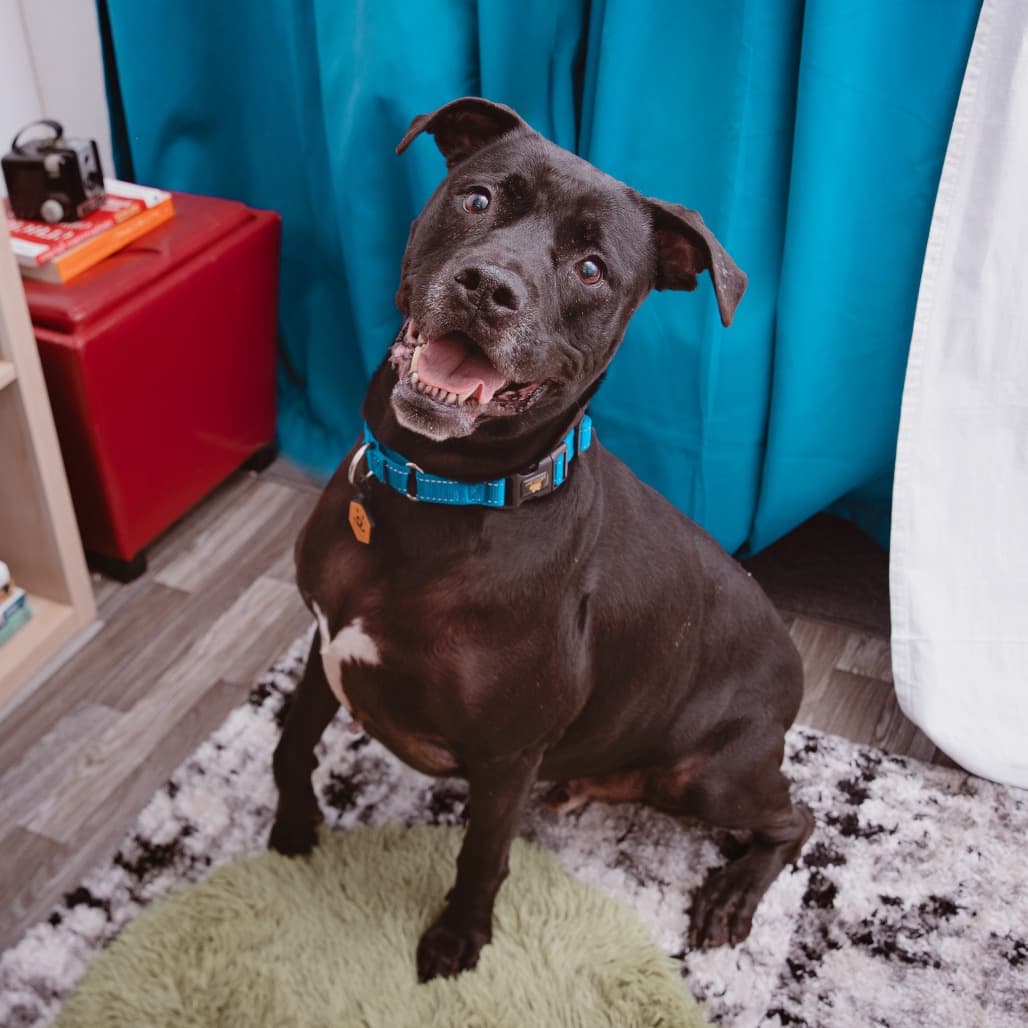Baker, adoptable senior dog