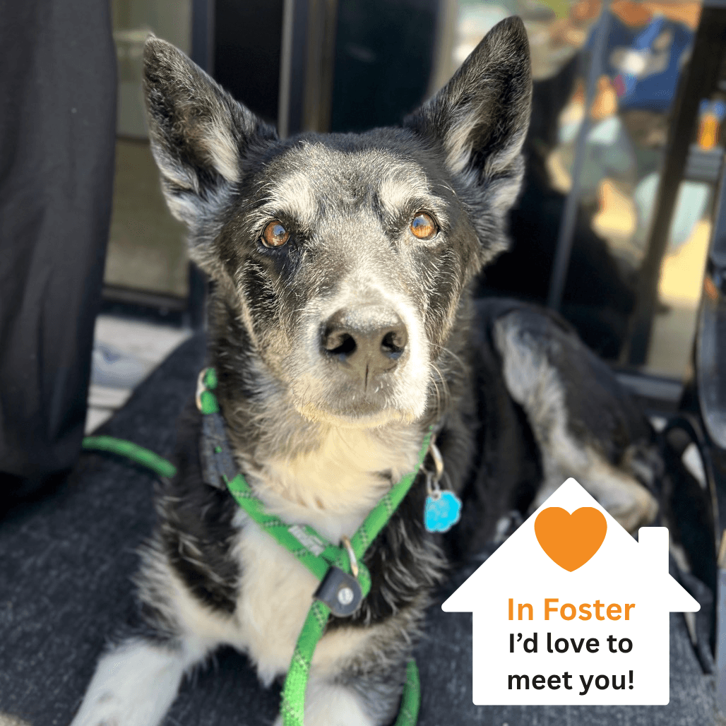 Tonita, adoptable senior dog
