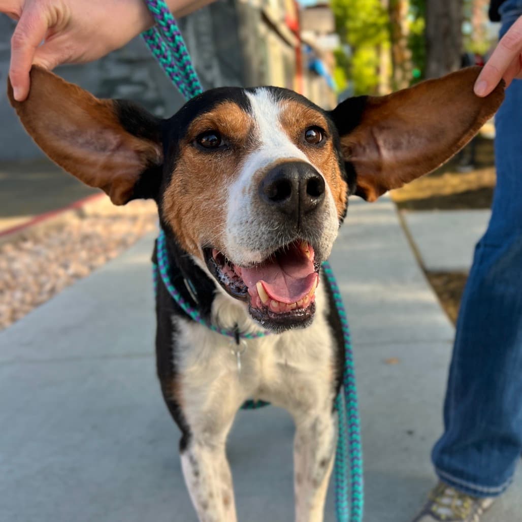 Herschel, adoptable senior dog