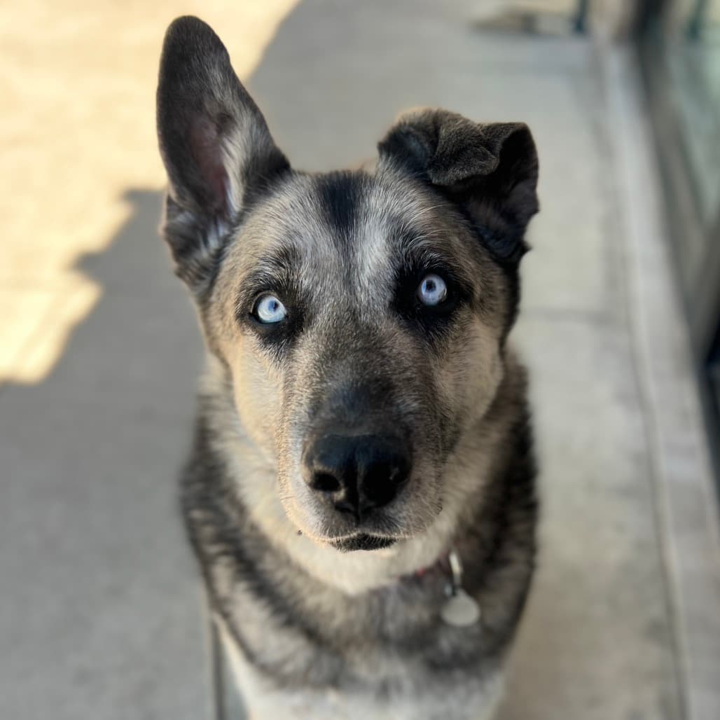 Todd, adoptable senior dog