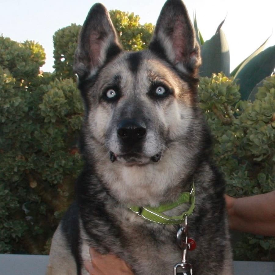 Todd, photo 6