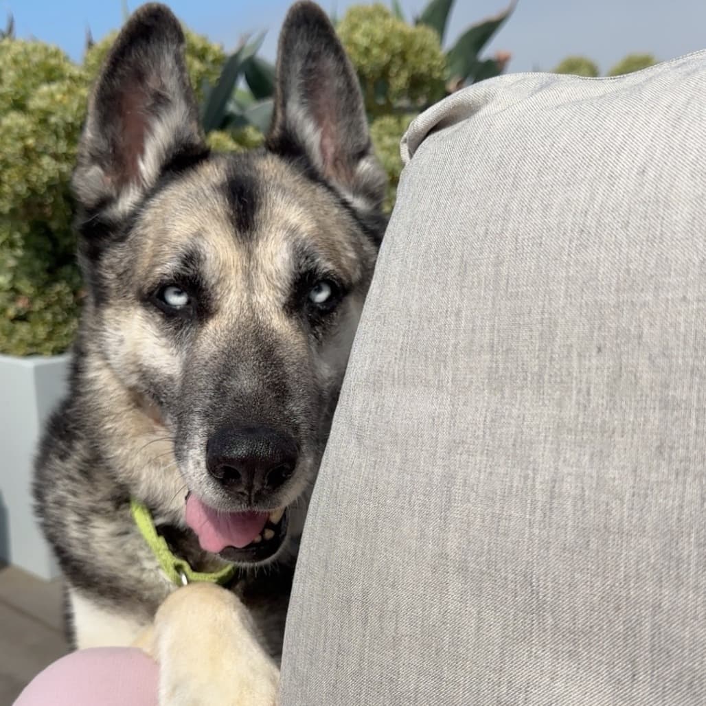Todd, photo 8