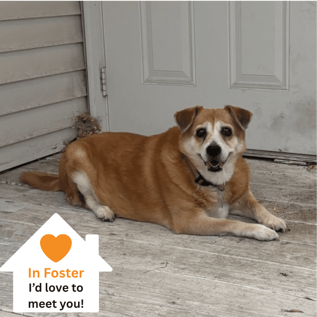 Ruby Rose, adoptable senior dog